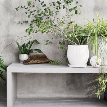 Platillo de la planta Campana.