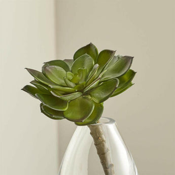 Tallo artificial de la suculenta Echeveria.