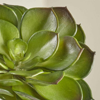 Tallo artificial de la suculenta Echeveria.