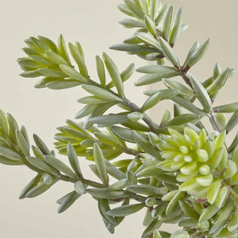 Tallo suculento de Faux Sedum Album.