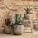 Elegant indoor and outdoor planters collection by Crate & Barrel, perfect for stylish home gardening and decor.