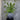Faux Green Melaleuca Dusk Stem 38".