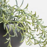 Potted Faux Green String of Fishhooks in Black Pot.