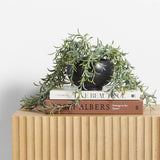 Potted Faux Green String of Fishhooks in Black Pot.
