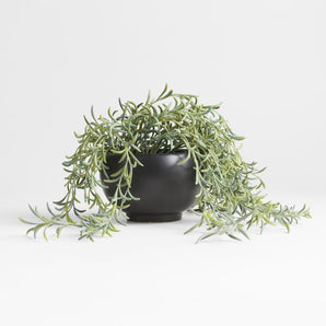 Potted Faux Green String of Fishhooks in Black Pot.
