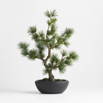 Potted Faux Pine Bonsai in Black Pot.