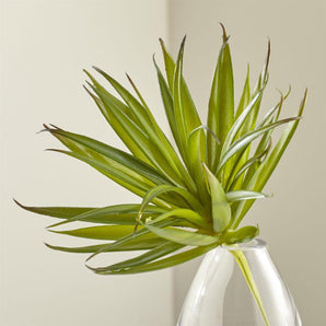 Green Yucca Succulent Stem.