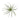 Tallo suculento falso gris Tillandsia.