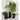 Walker 31.5" x 31.5" Tall Rectangular Black Planter.