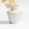"Cadeau Small 5"" White Vase".