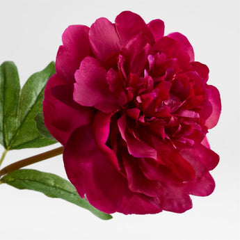 Fuschia Peony Stem.