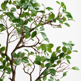 Manzanita Leaf Spray.