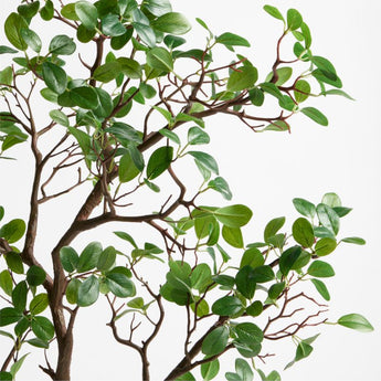 Manzanita Leaf Spray.