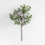 Manzanita Leaf Spray.