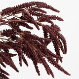 "Chocolate Amaranthus Stem 50""".