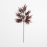 "Chocolate Amaranthus Stem 50""".