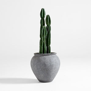 Planta de cactus falsa en maceta alta