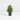 Potted Holiday Cypress Tree 24