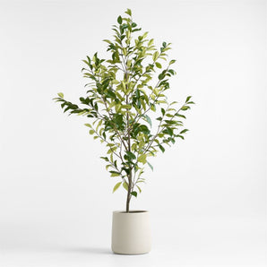 Potted Faux Coffee Panax Tree