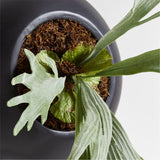 Potted Faux Green Staghorn Fern.