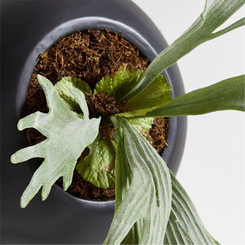 Potted Faux Green Staghorn Fern.