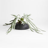 Potted Faux Green Staghorn Fern.