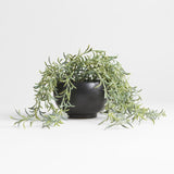 Potted Faux Green String of Fishhooks in Black Pot.