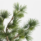 Potted Faux Pine Bonsai in Black Pot.