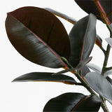 Small Potted Rubber Tree.