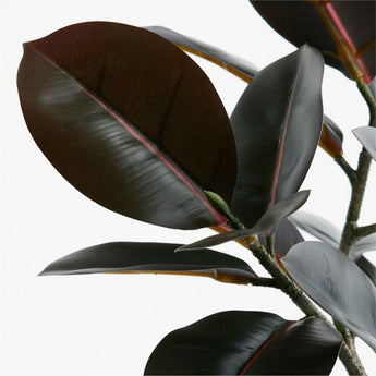 Small Potted Rubber Tree.