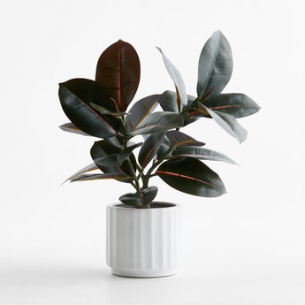 Small Potted Rubber Tree.