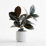 Small Potted Rubber Tree.
