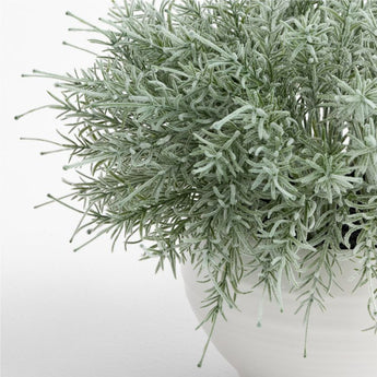 Potted Rosemary Plant.