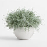 Potted Rosemary Plant.