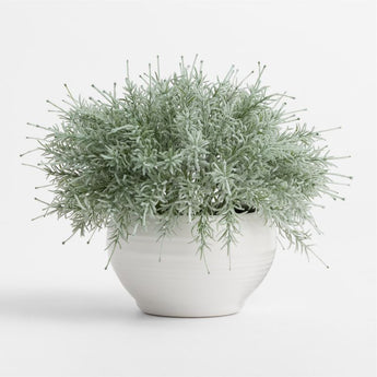 Potted Rosemary Plant.