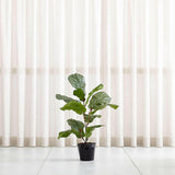 Faux 3.5' Fiddle Leaf Fig Tree.