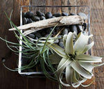 Tillandsia Grey Faux Succulent Stem
