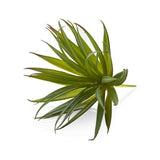 Green Yucca Succulent Stem.