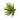Green Yucca Succulent Stem.