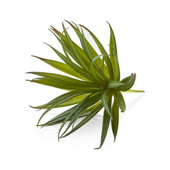 Green Yucca Succulent Stem.