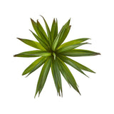 Green Yucca Succulent Stem.