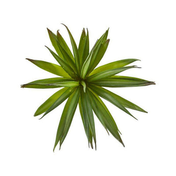 Green Yucca Succulent Stem.