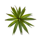 Green Yucca Succulent Stem