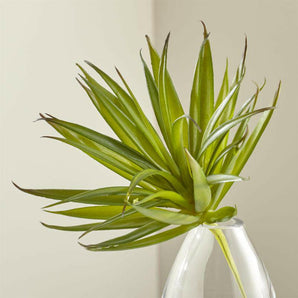 Green Yucca Succulent Stem.