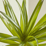 Green Yucca Succulent Stem.