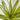 Green Yucca Succulent Stem.