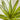 Green Yucca Succulent Stem