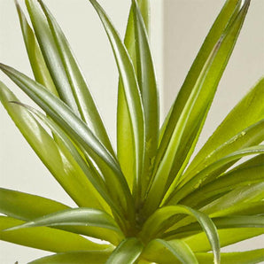 Green Yucca Succulent Stem