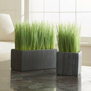Large Potted Grass