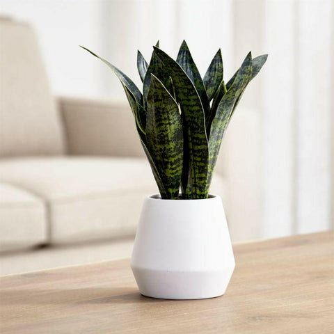 Artificial Snake Plant in Pot